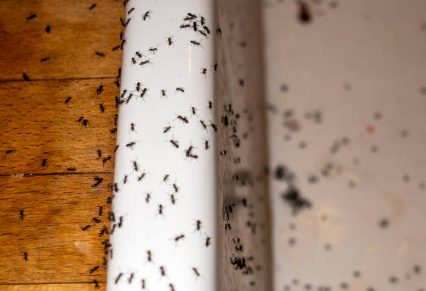 Best Flea Control Services  in Highpoint, OH