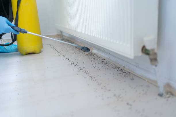 Best Ant Control Services  in Highpoint, OH